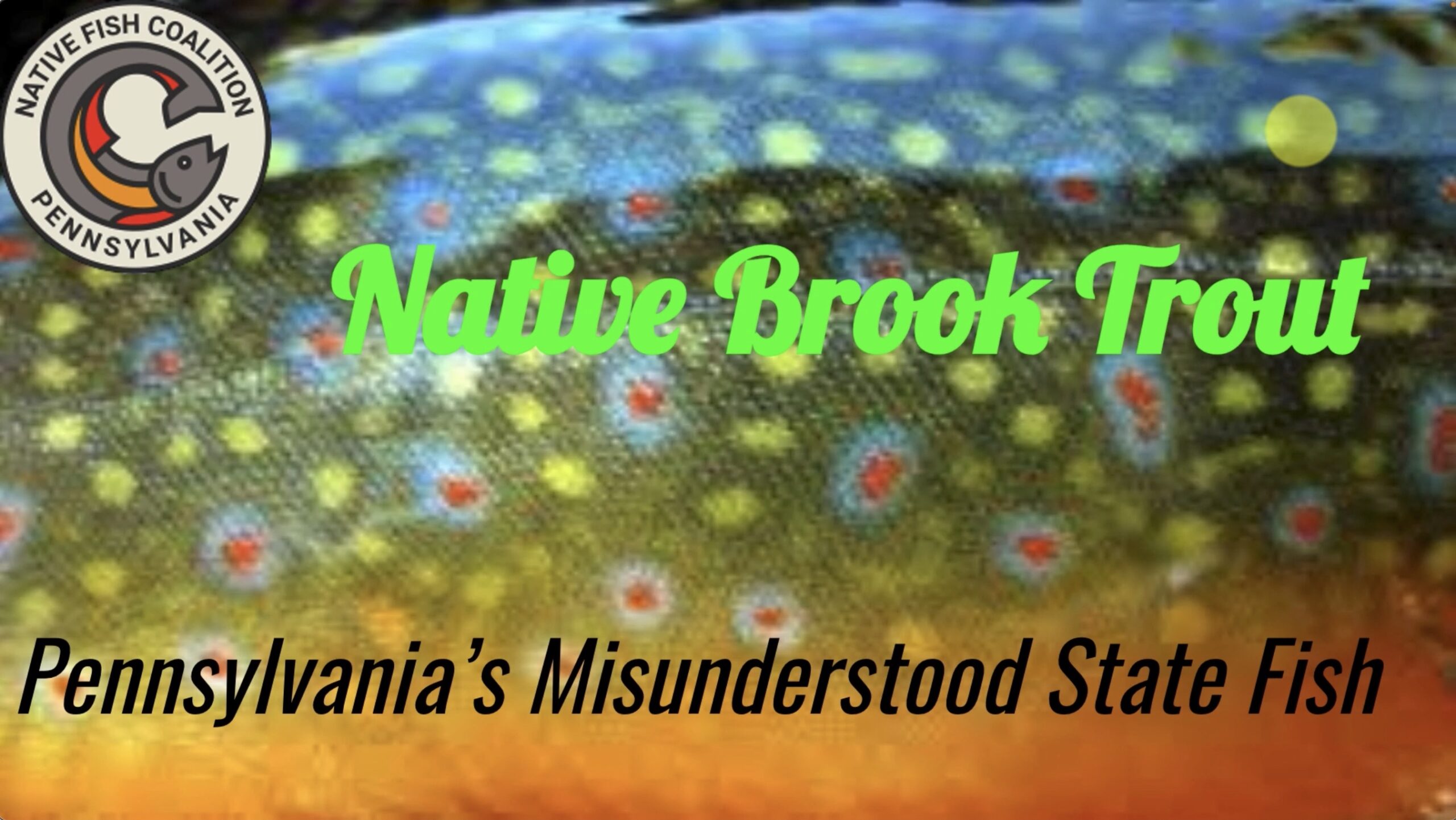 Native Brook Trout PA's Misunderstood State Fish with Dr. Jim Suleski