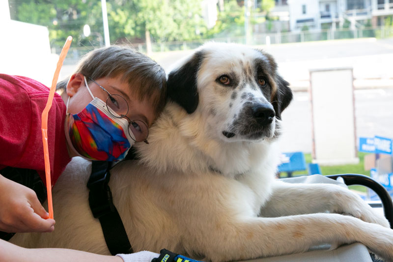 Are Emotional Support Dogs Allowed In Schools