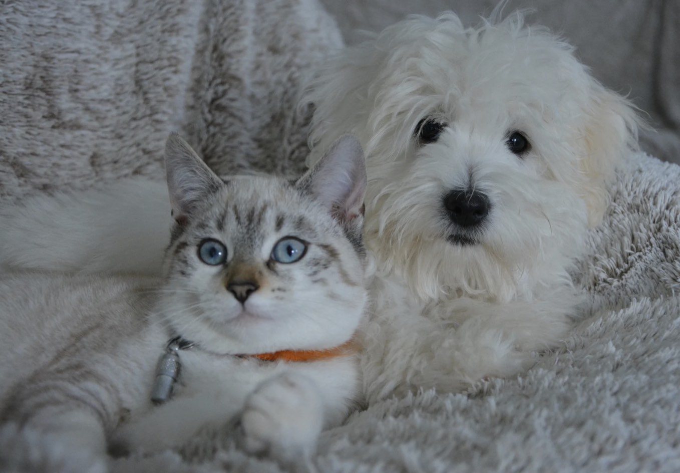 Pet Sitting, Dog Walking & Cat Sitting in Dallas Fort Worth!