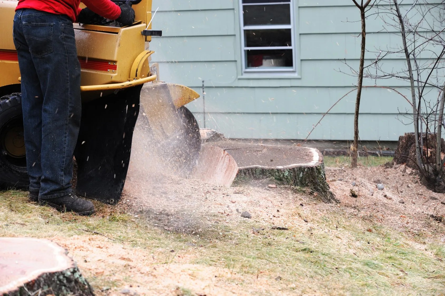 stump grinding DFW Tree Services DallasFt. Worth, TX Tree