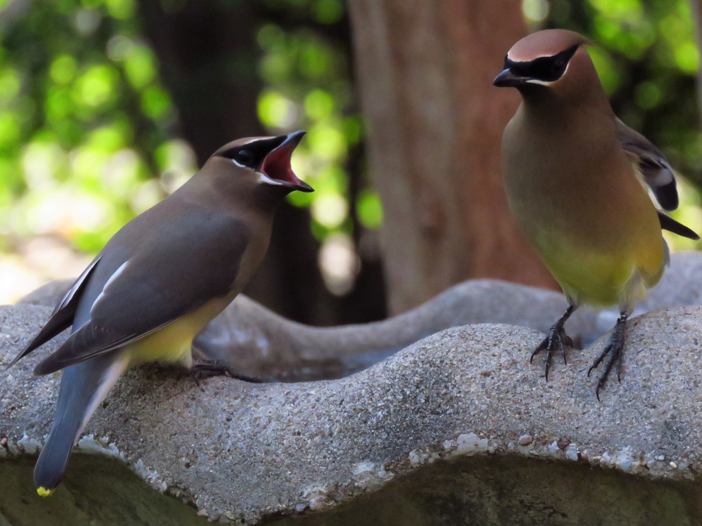 Winter Back Yard Birds DFW Urban Wildlife