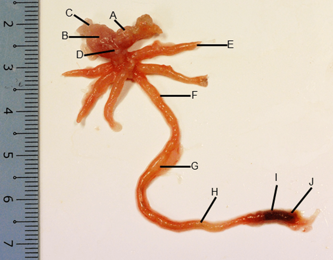 Morphohistological characterisation of the alimentary canal of an