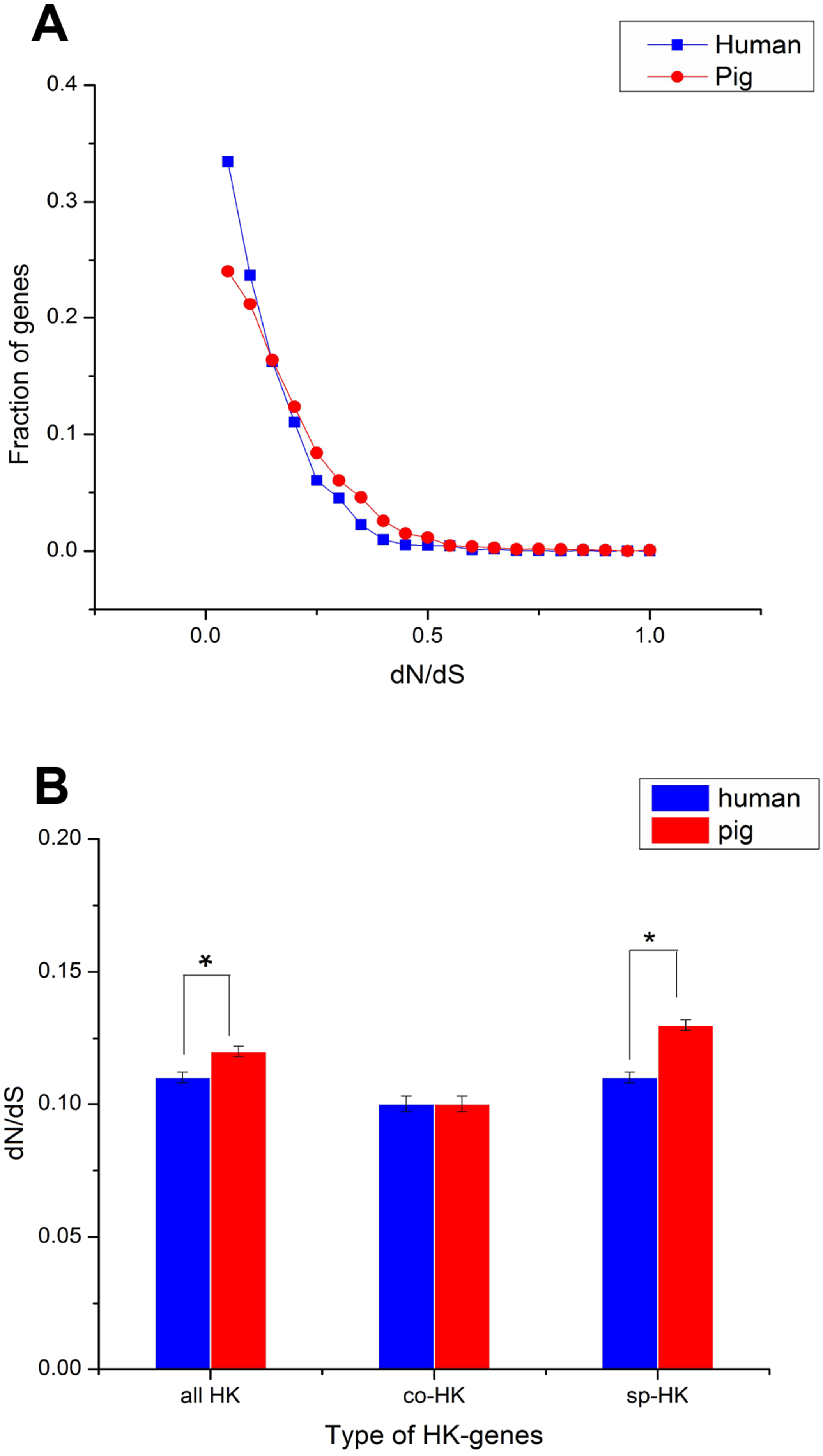 Divergent and convergent evolution of housekeeping genes in humanpig