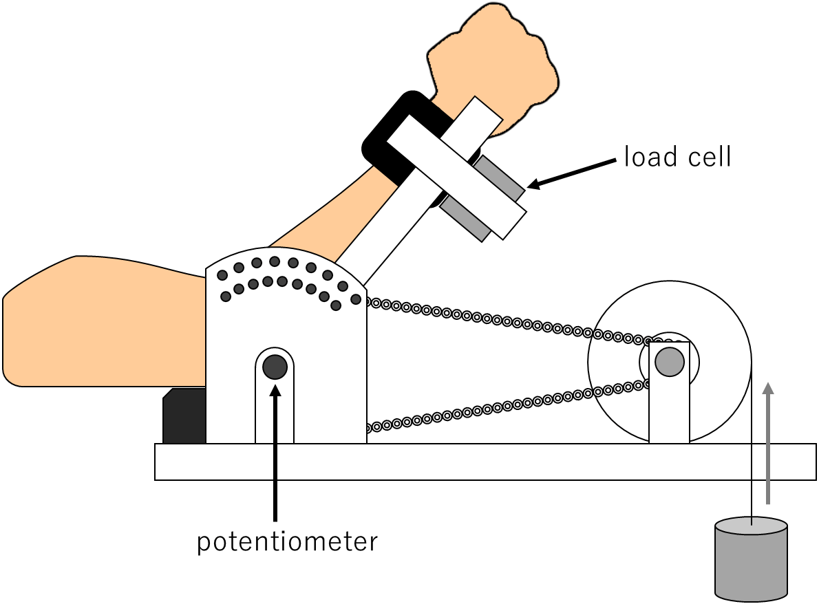 Force-velocity relationship profile of elbow flexors in male 