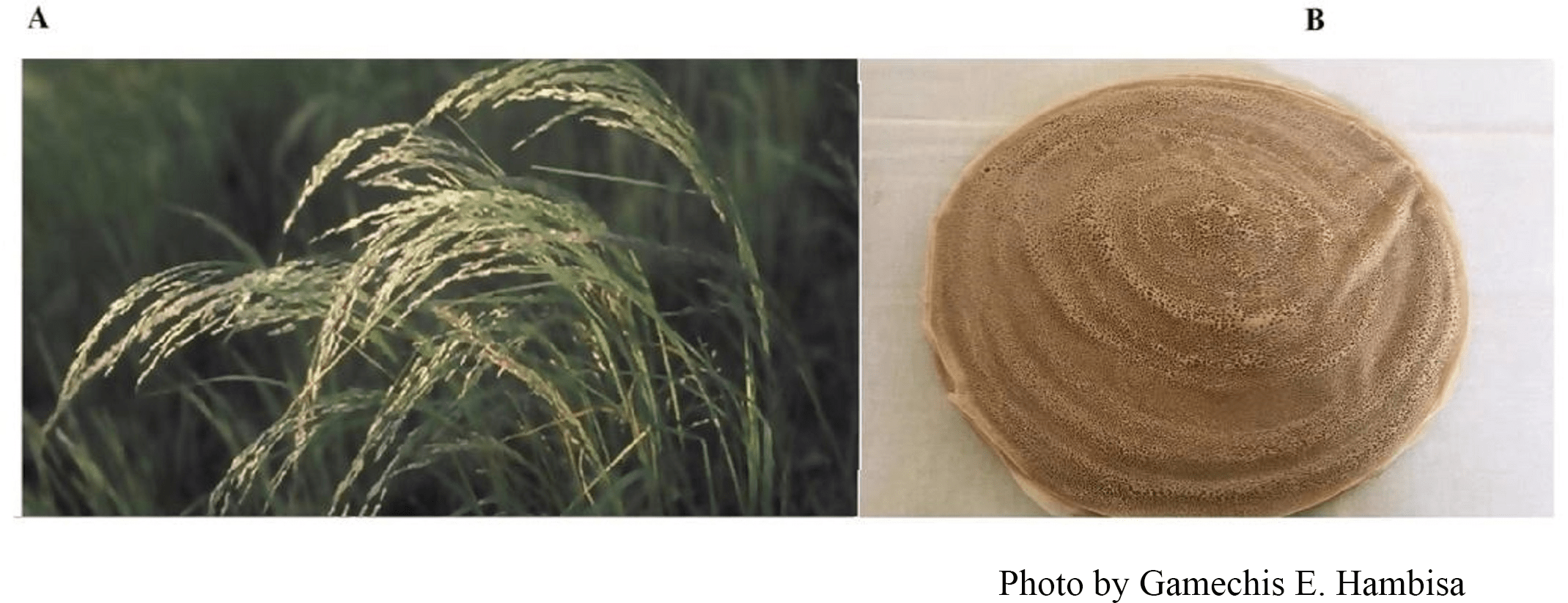 Spatiotemporal dynamics of habitat suitability for the Ethiopian staple