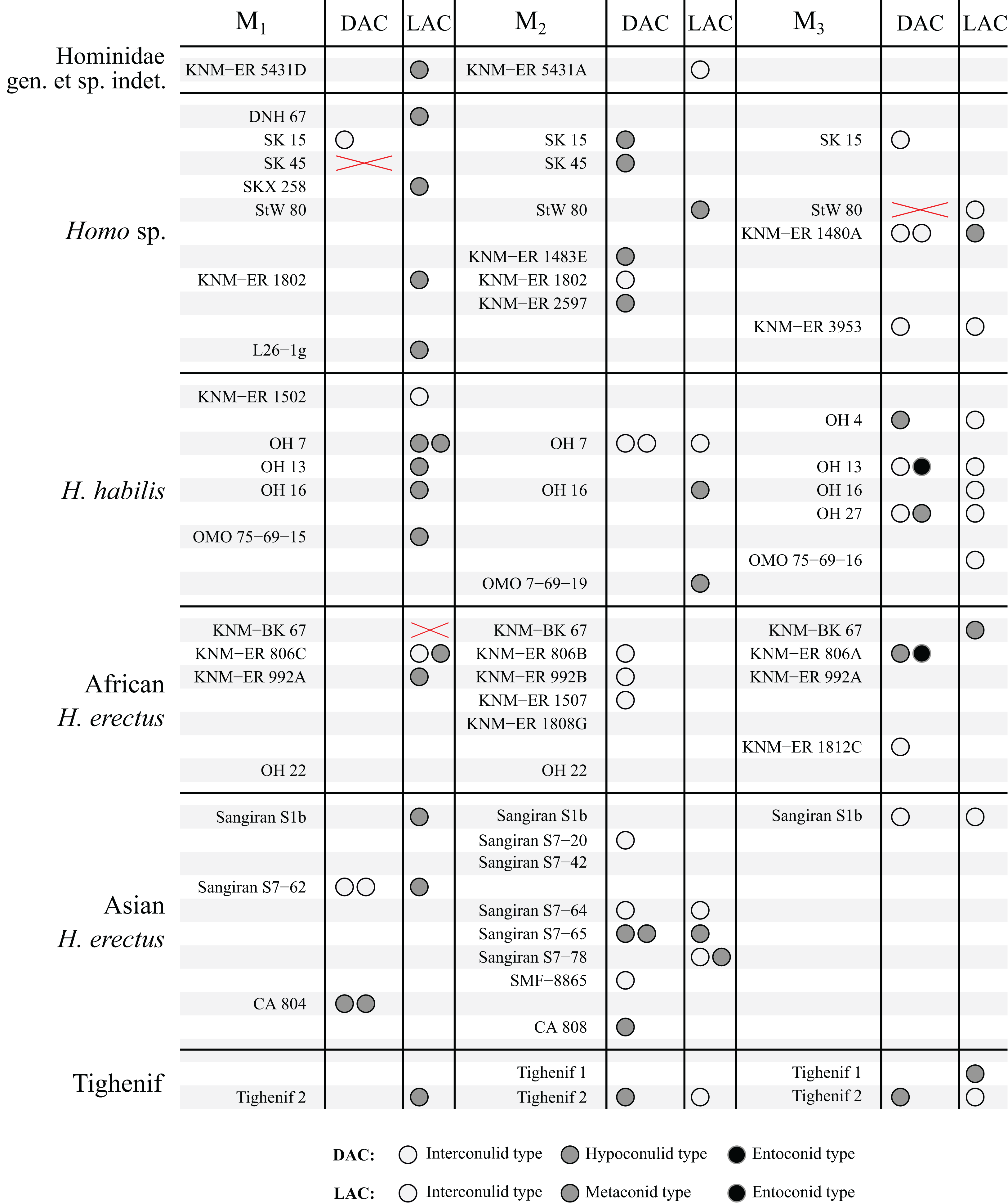 Accessory cusp expression at the enameldentine junction of hominin