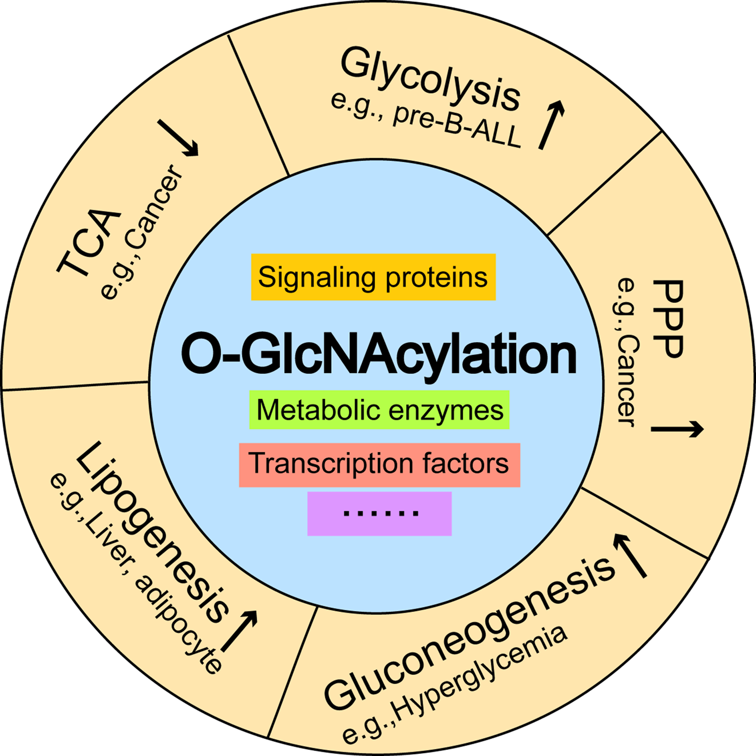 OGlcNAcylation is a key regulator of multiple cellular metabolic