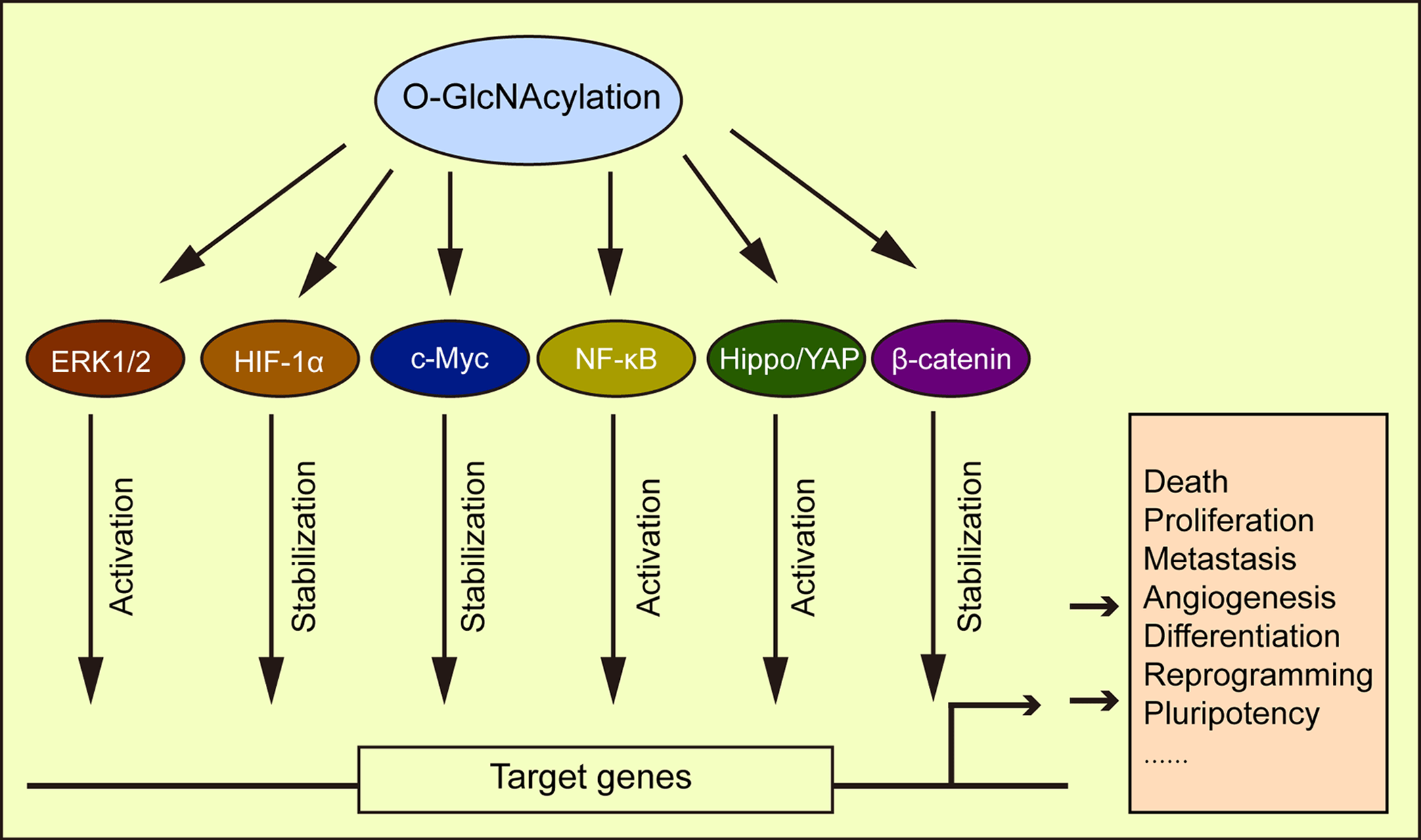 OGlcNAcylation is a key regulator of multiple cellular metabolic