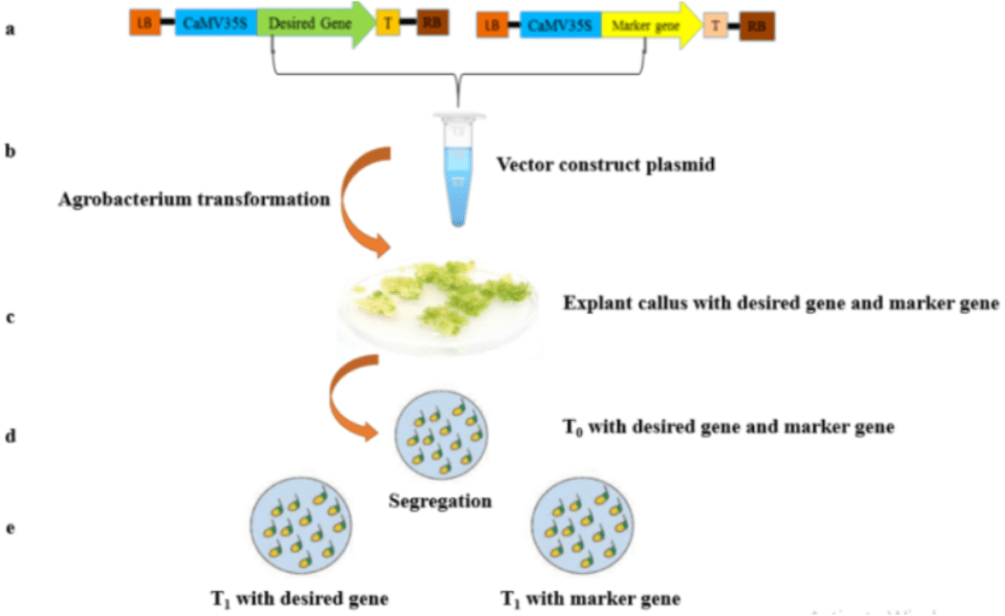 ptxD/Phi as alternative selectable marker system for