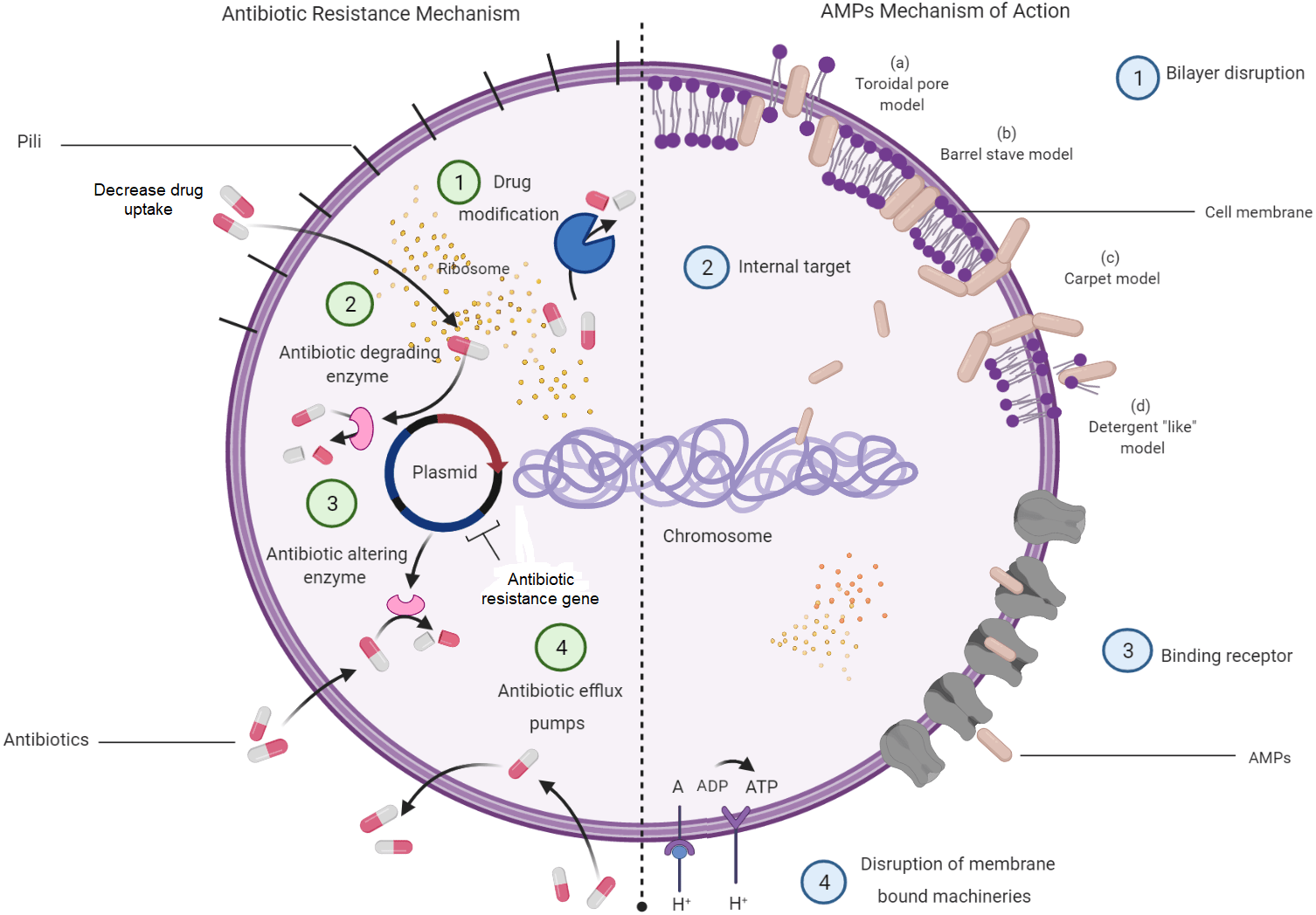 The characteristics and roles of antimicrobial peptides as potential