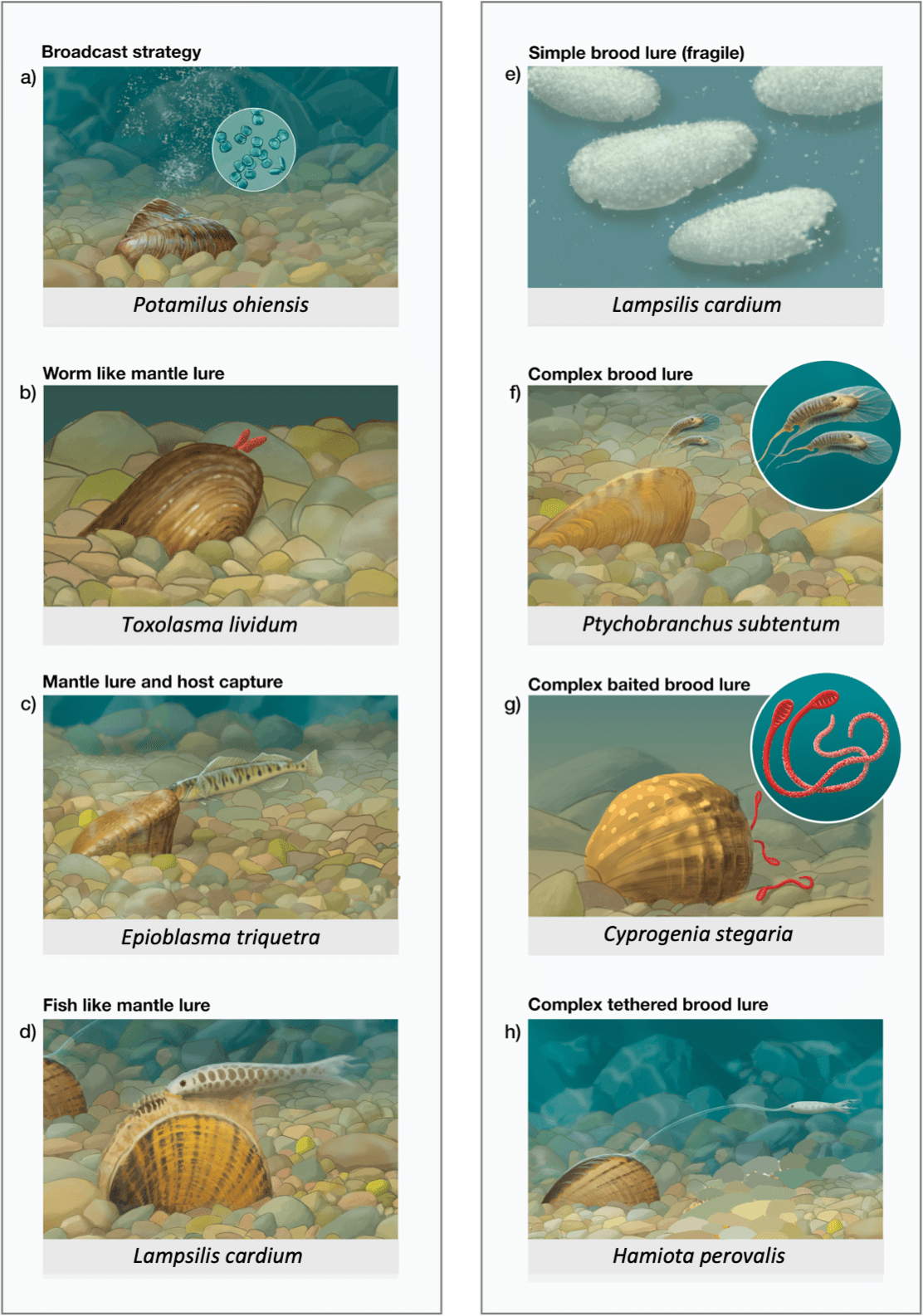 Evolution of diverse host infection mechanisms delineates an adaptive