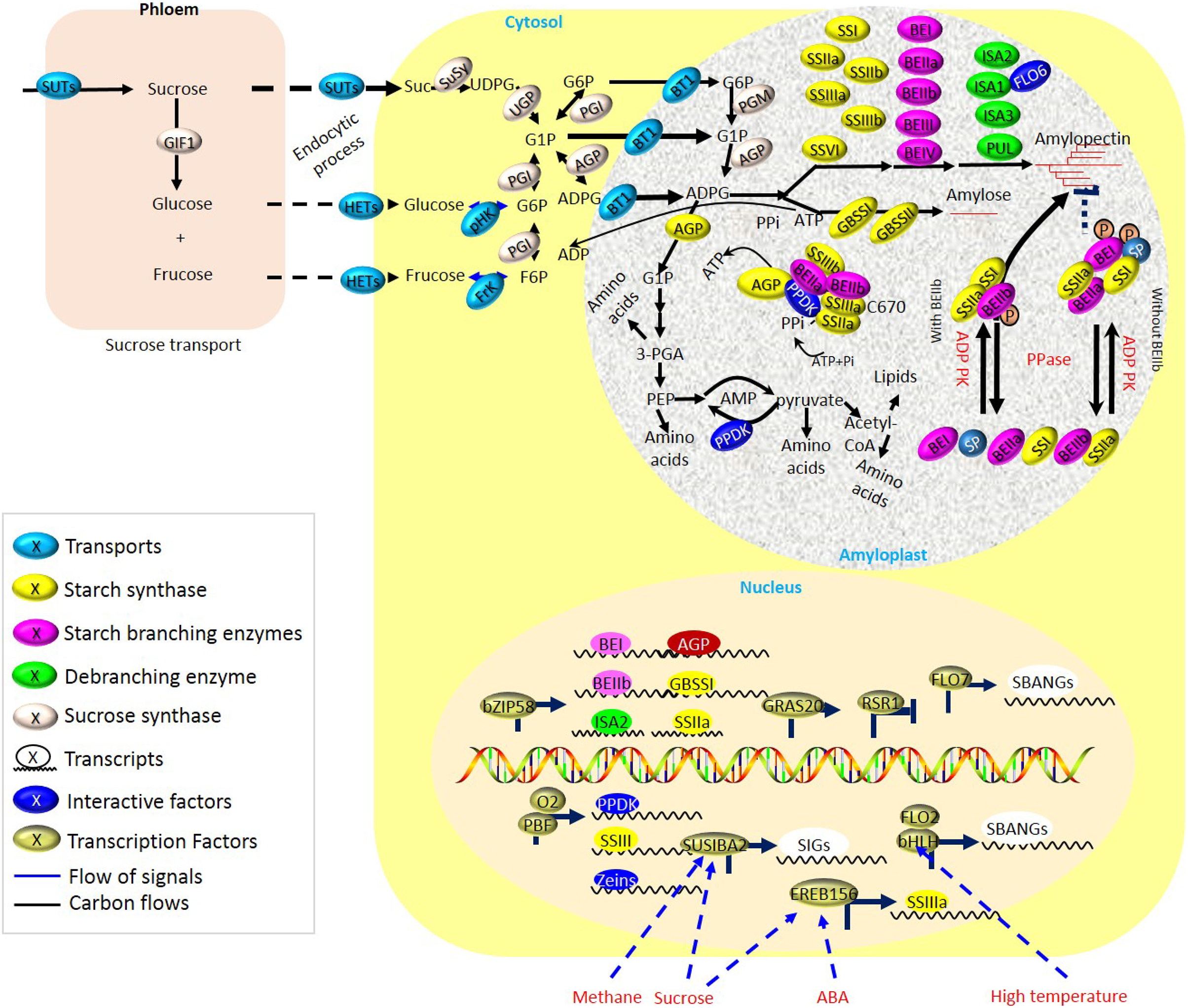 wahl o mat schleswig holstein 2023 A Review Of Starch Biosynthesis In Cereal Crops And Its Potential Breeding Applications In Rice (Oryza Sativa L.) [Peerj]