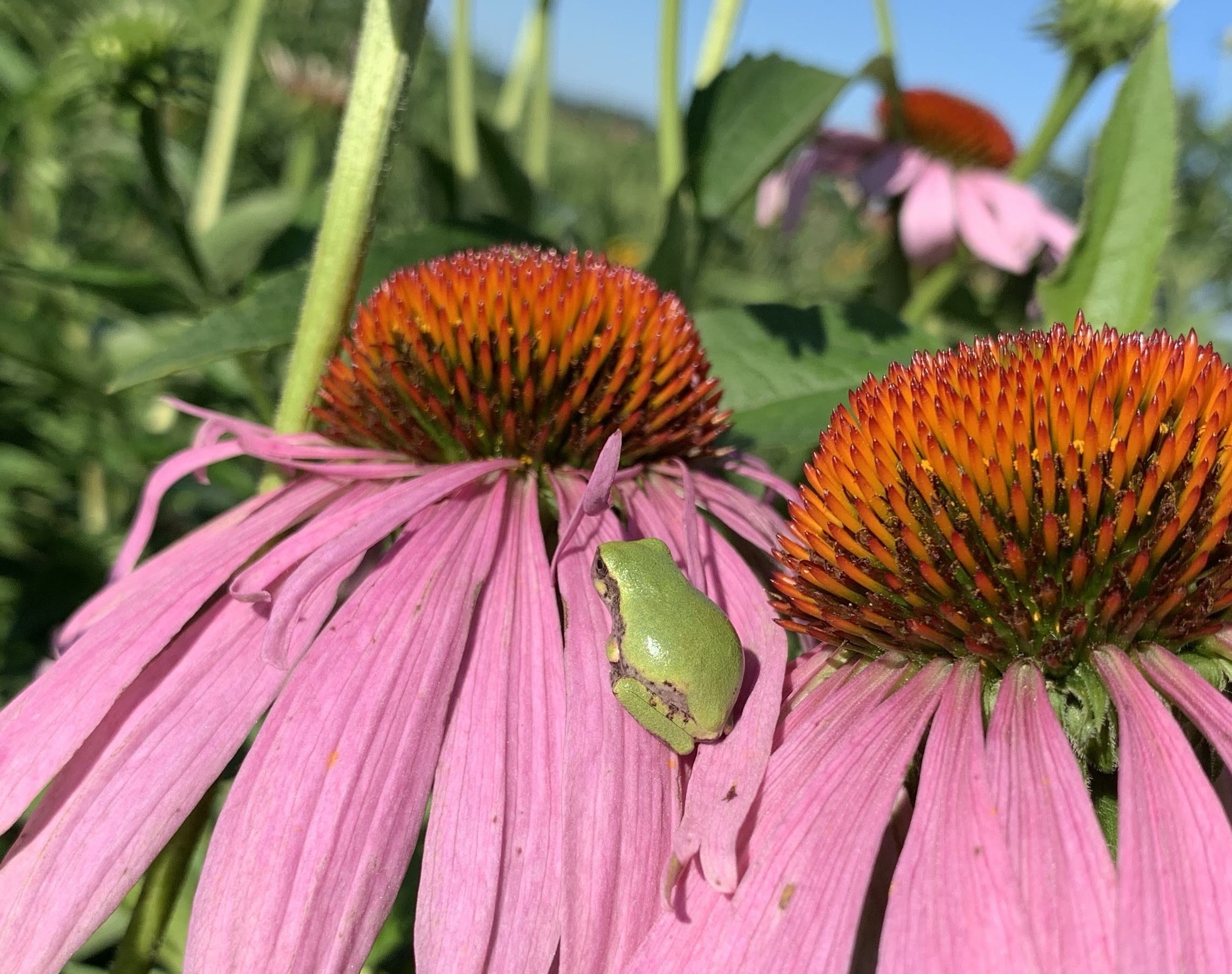Native Medicinal Garden Master Gardeners of Douglas County, KS