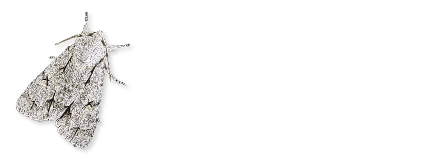 MOTW Boxtree Moth Cydalima perspectalis Dumfries & Galloway Moths