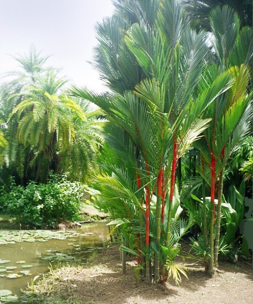 Cyrtostachys renda ( Lipstick palm ) Wahat Al Sahraa