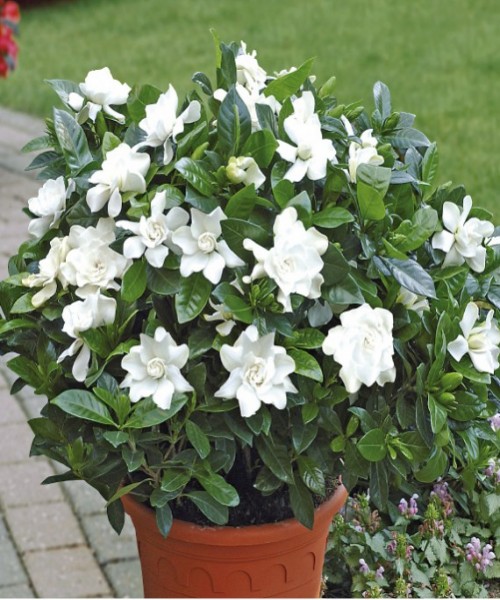 First Love Gardenia Plant