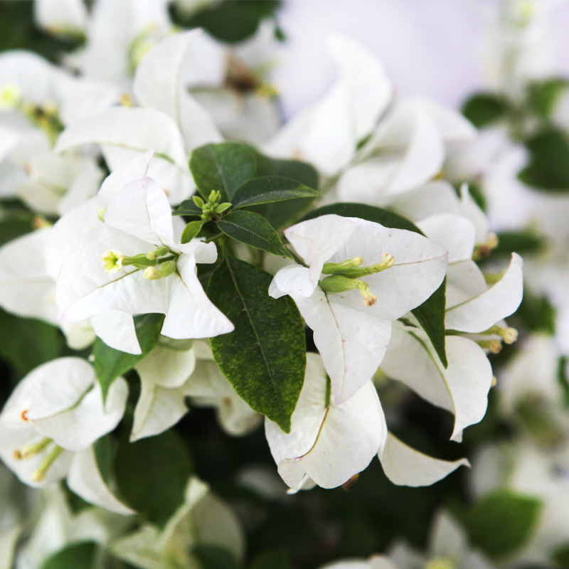 Bougainvillea glabra White Wahat Al Sahraa