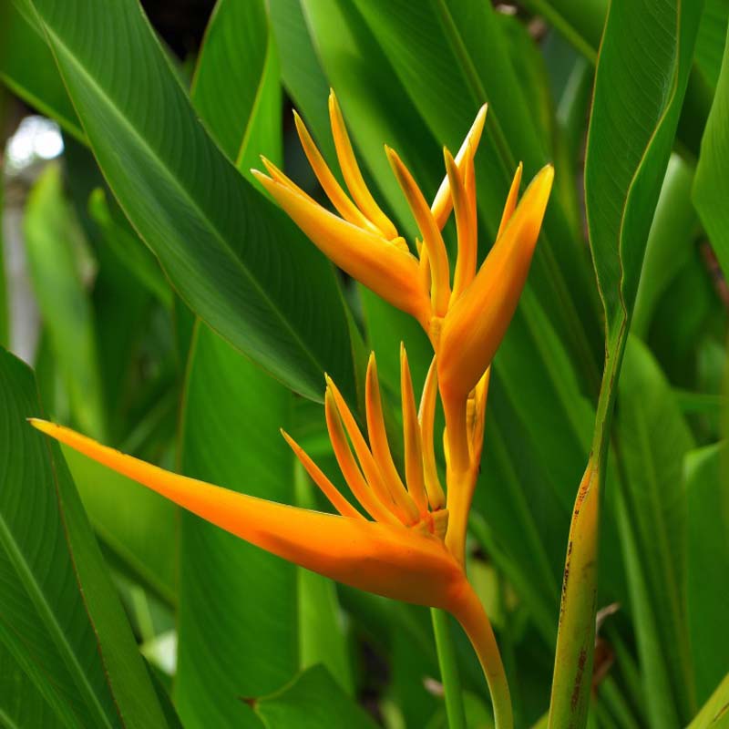 Heliconia psittacorum Wahat Al Sahraa