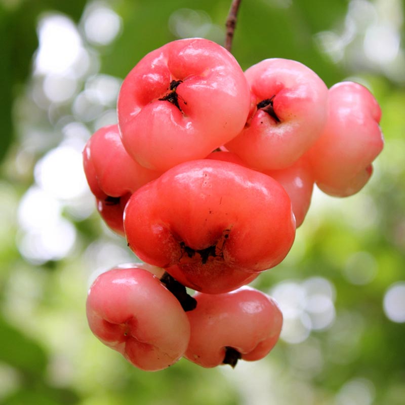 Water apple Wahat Al Sahraa