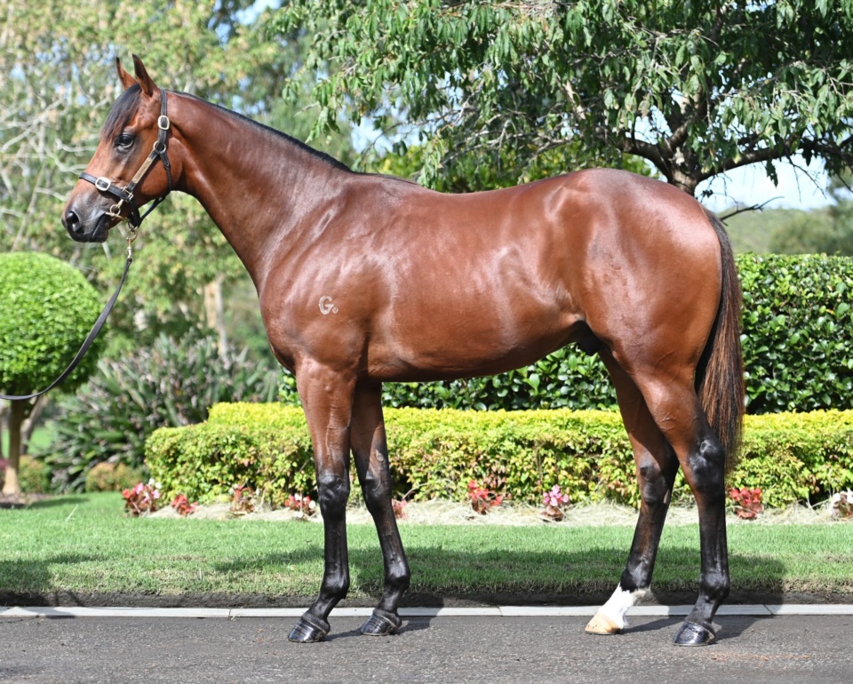 Australian Horse Racing Thoroughbred Bloodstock Agents Sydney