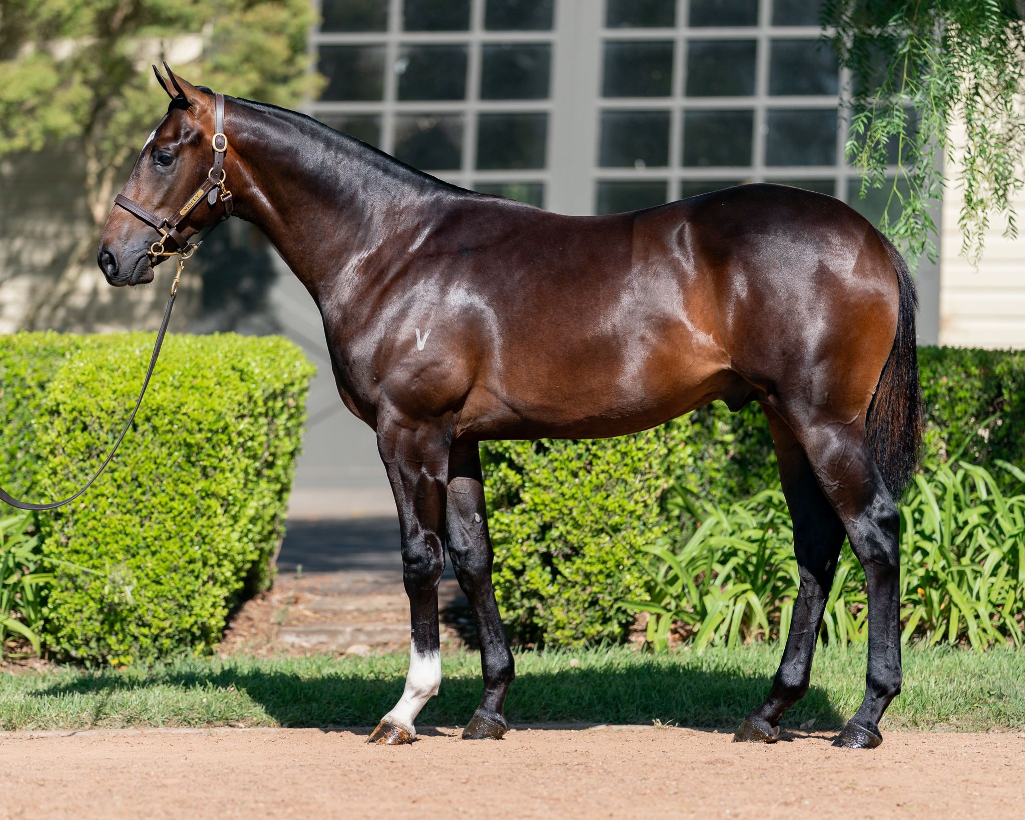 Exceeds all expectations DGR Thoroughbred Services