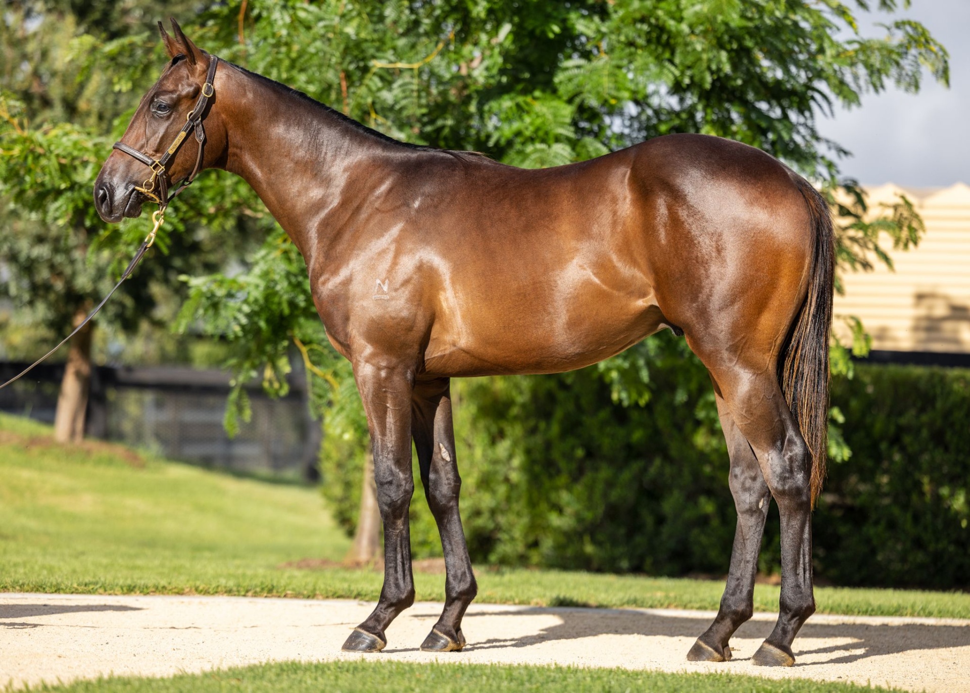 A prized colt from a proven family DGR Thoroughbred Services