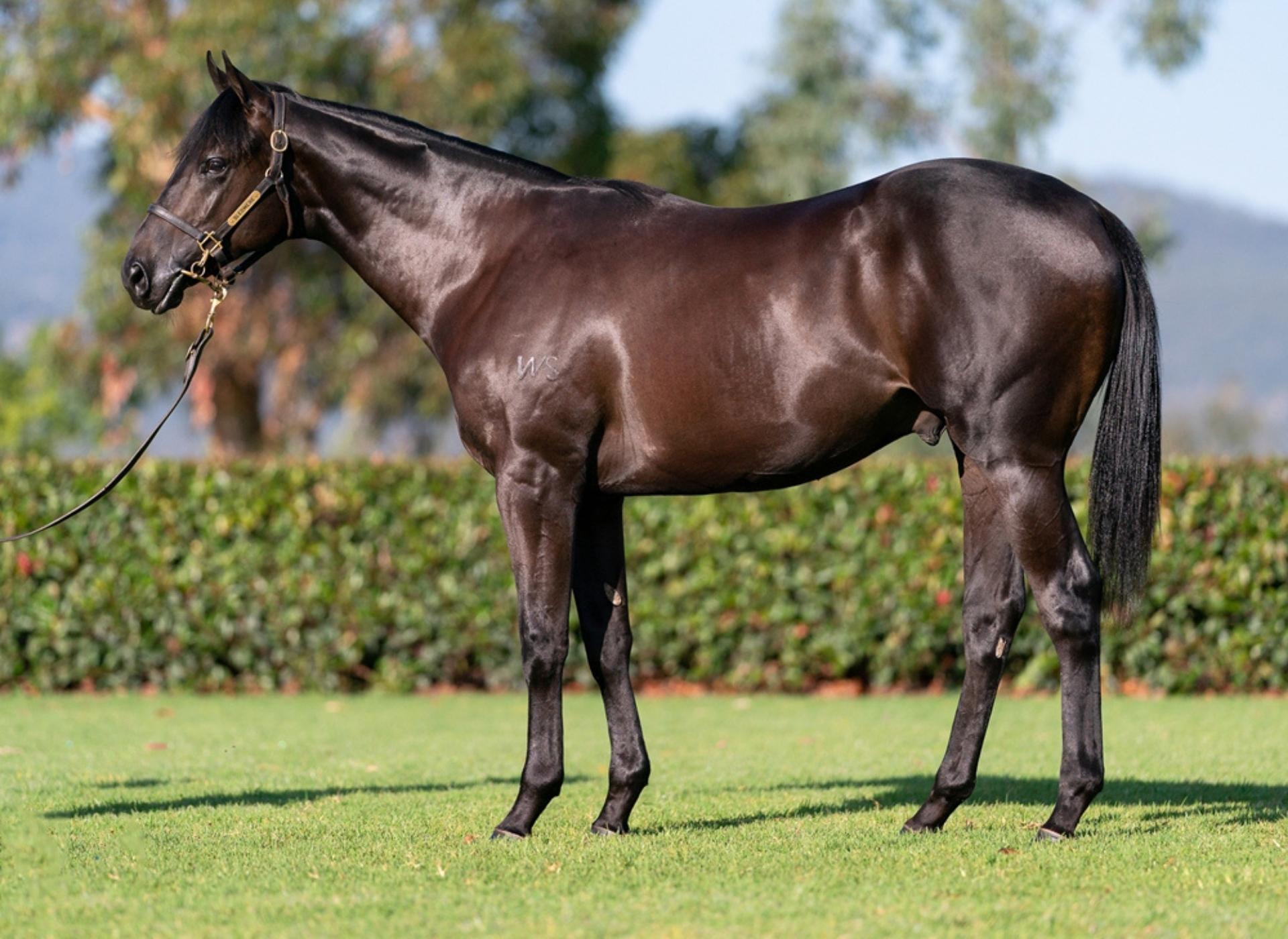 Perfection personified DGR Thoroughbred Services