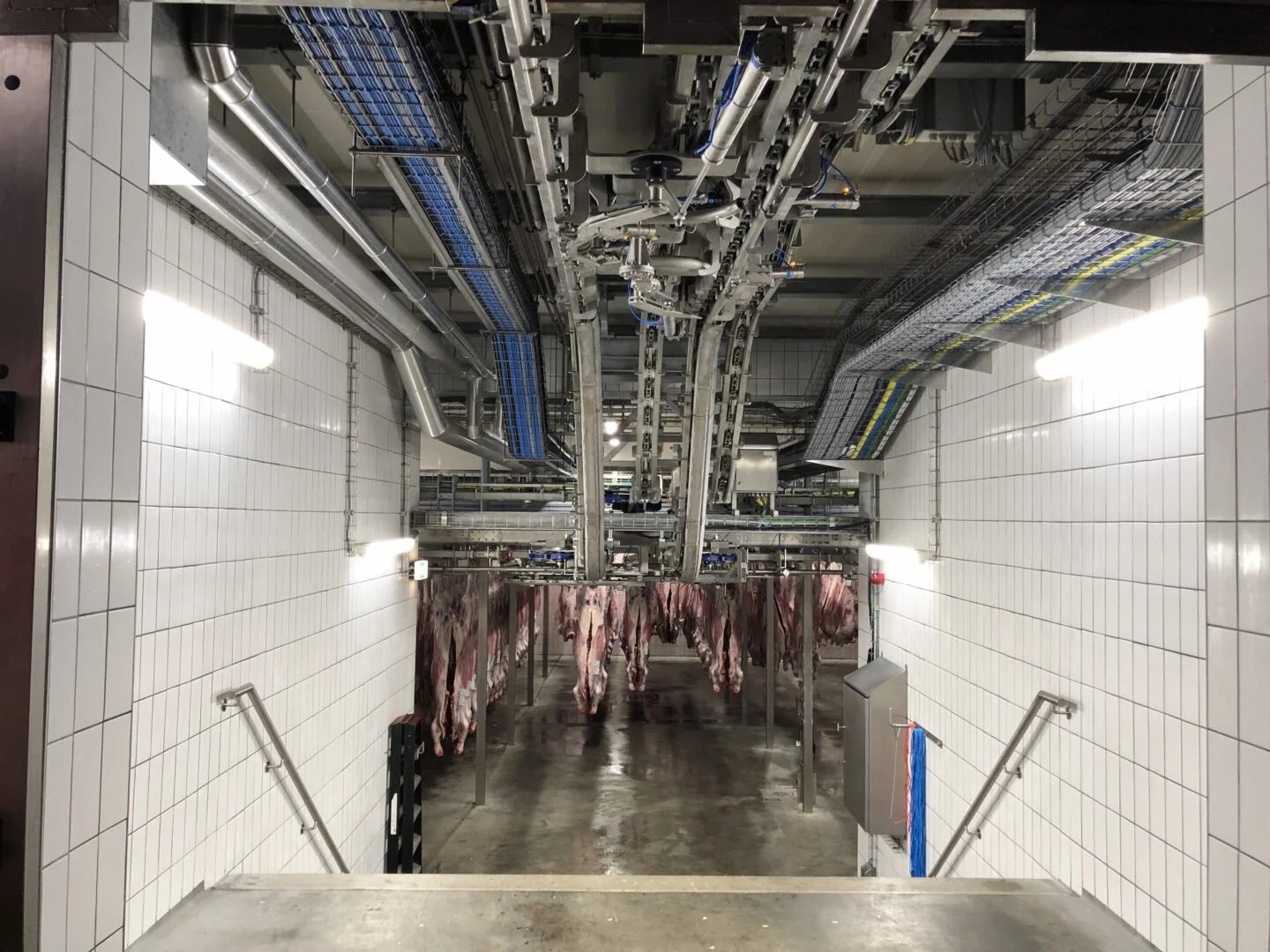 Cold stores DGS The optimal cold stores to gradually cool the carcass