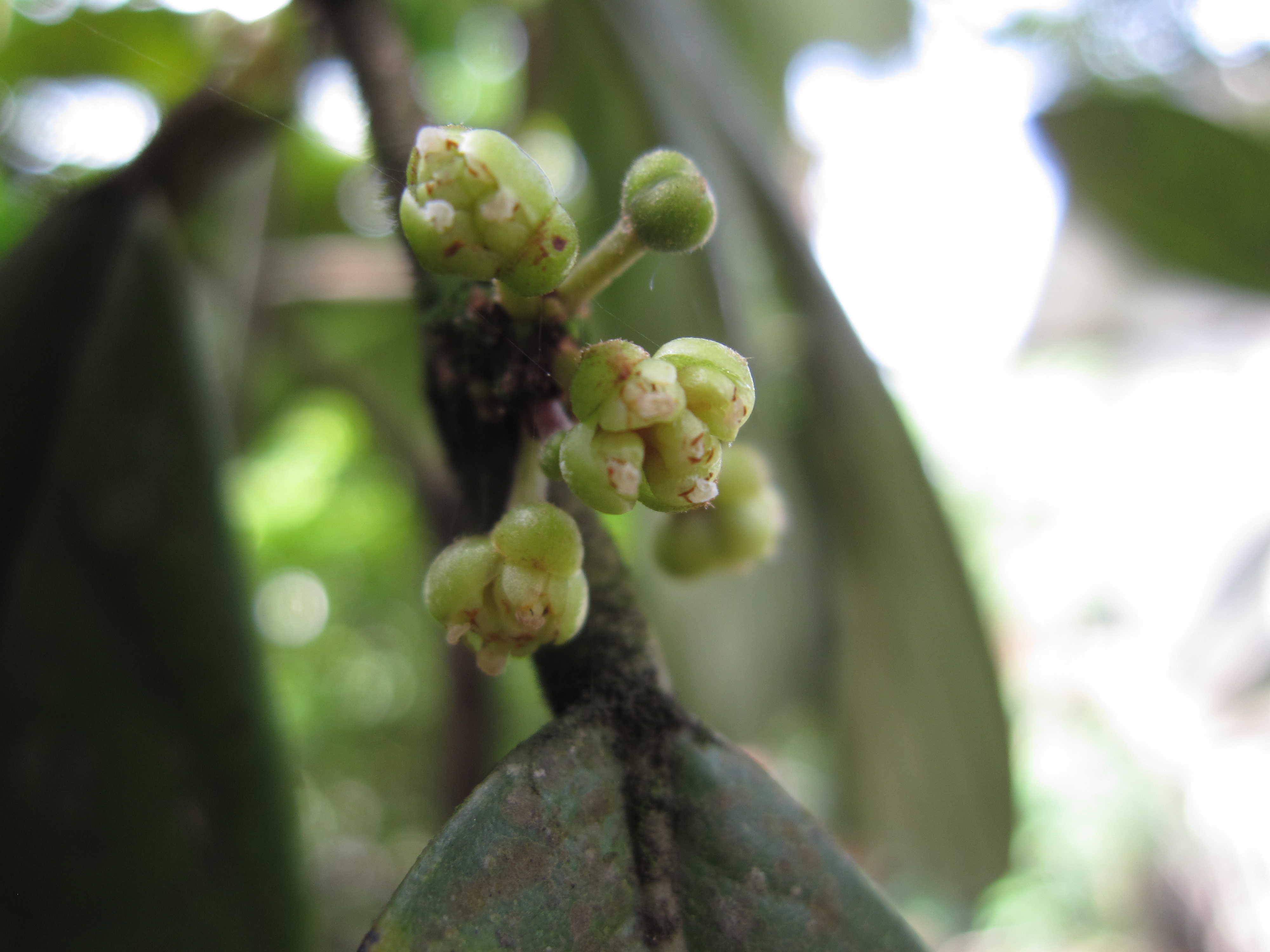 Botany Plantnames → Sinhala Plant names උද්භිද නම් → සිංහල නම්