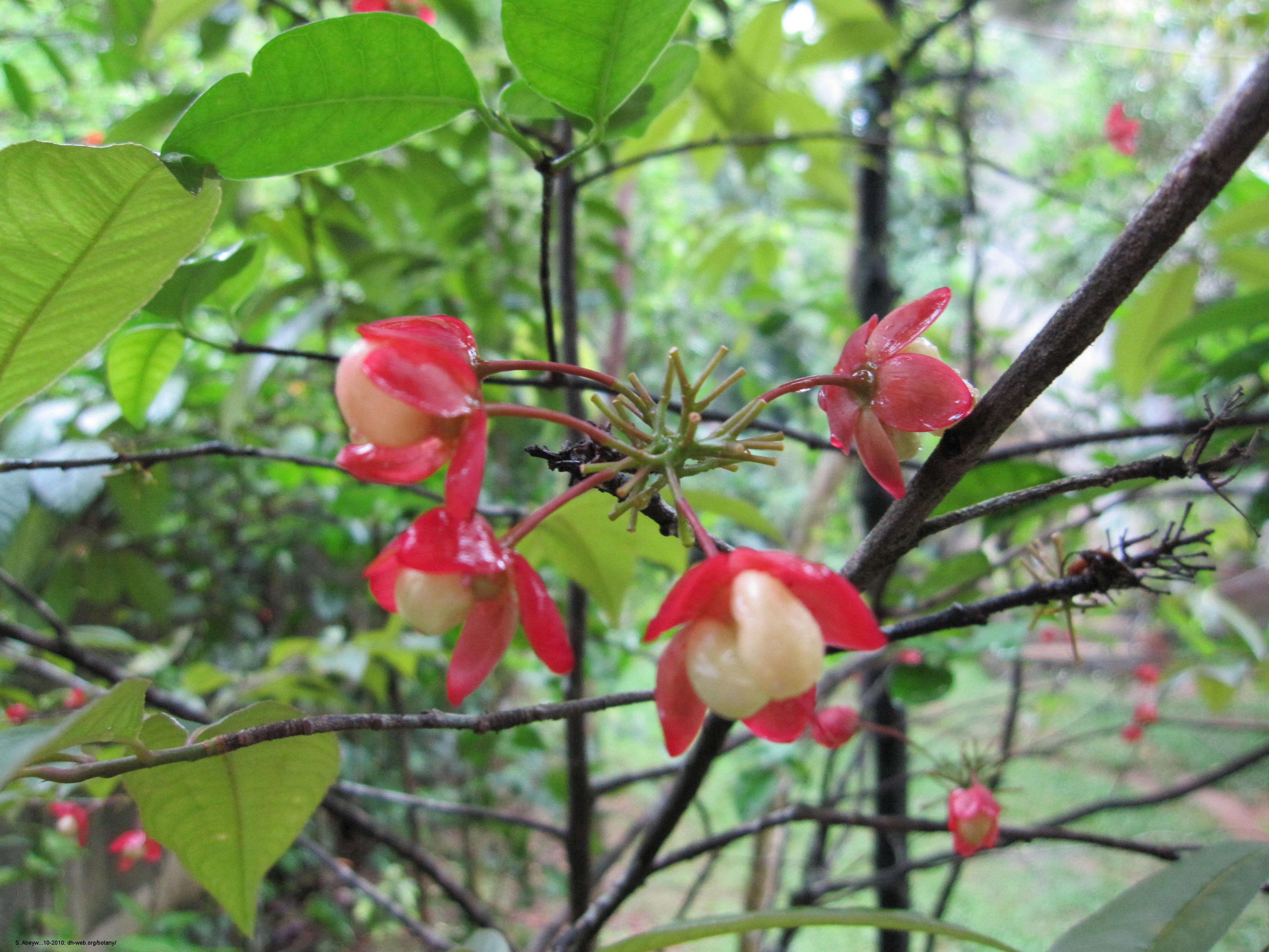 Botany Plantnames → Sinhala Plant names උද්භිද නම් → සිංහල නම්
