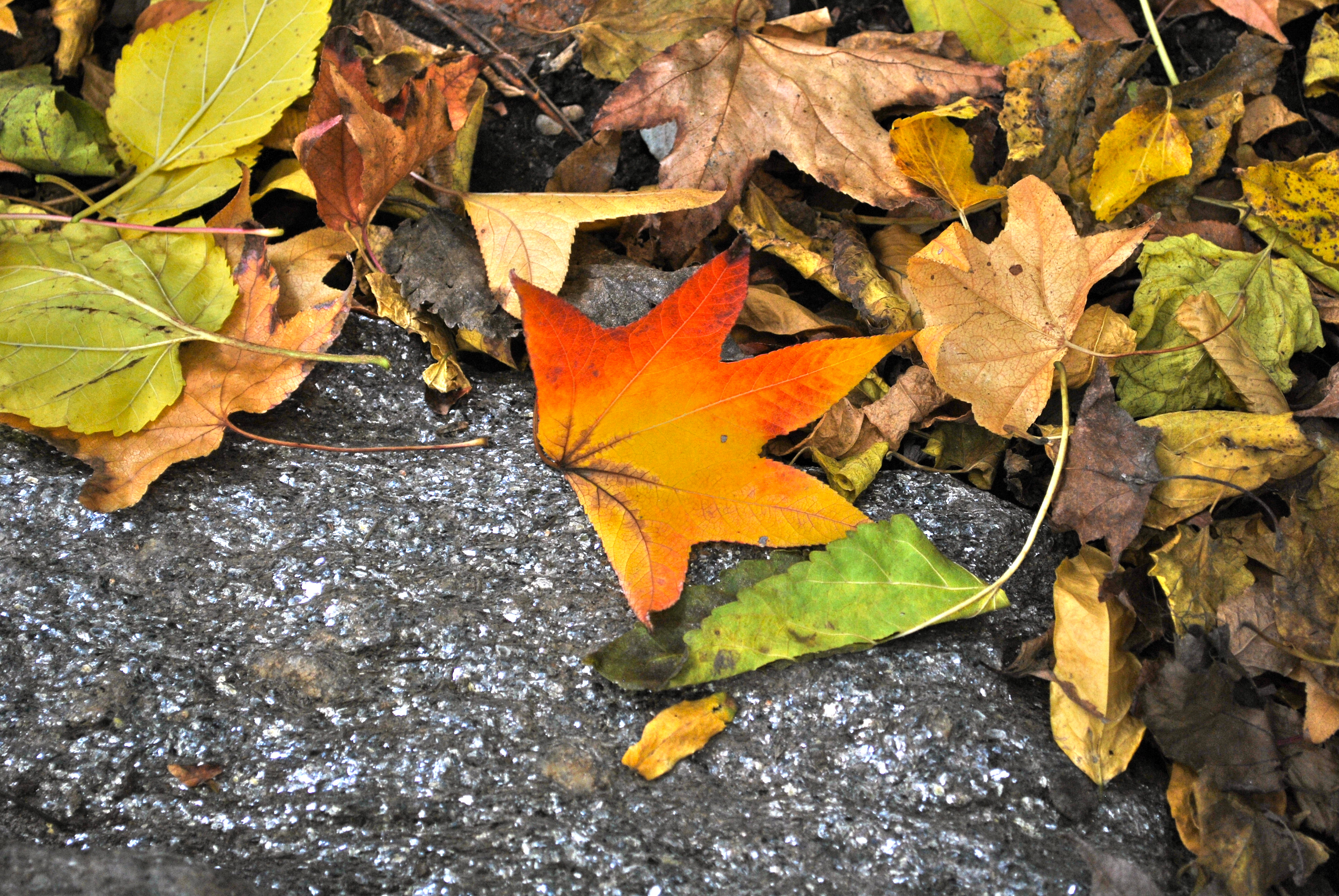 Sweet November A Bite of the Big Apple