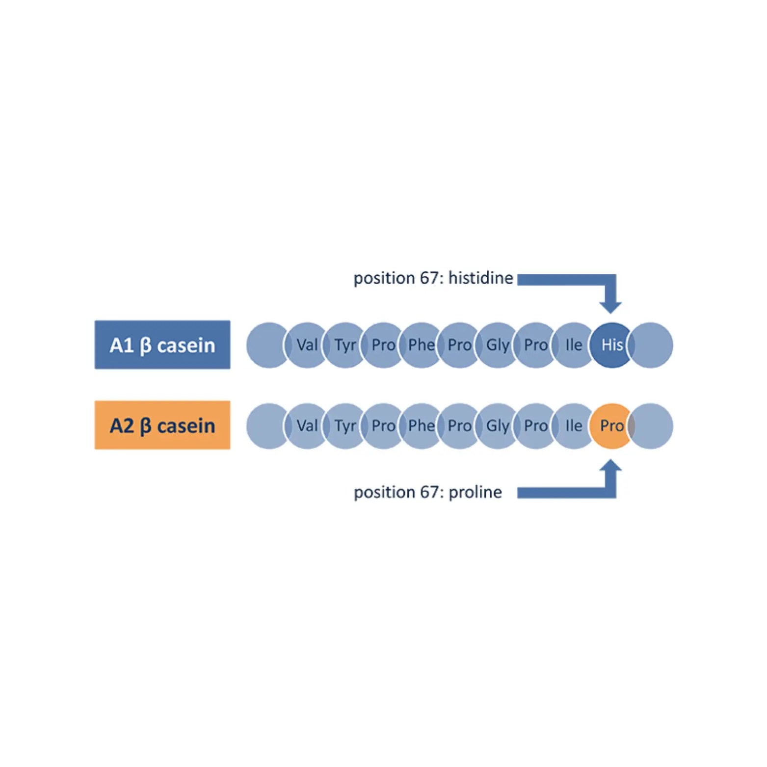 a2 ghee Dhanshri A2 Cow Ghee Traditional Bilona Method 1000 ml