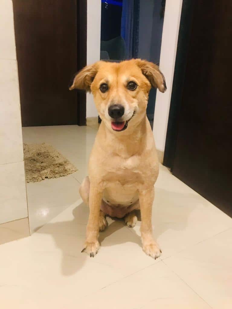 A goodbye letter to my dog Dharamsala Animal Rescue