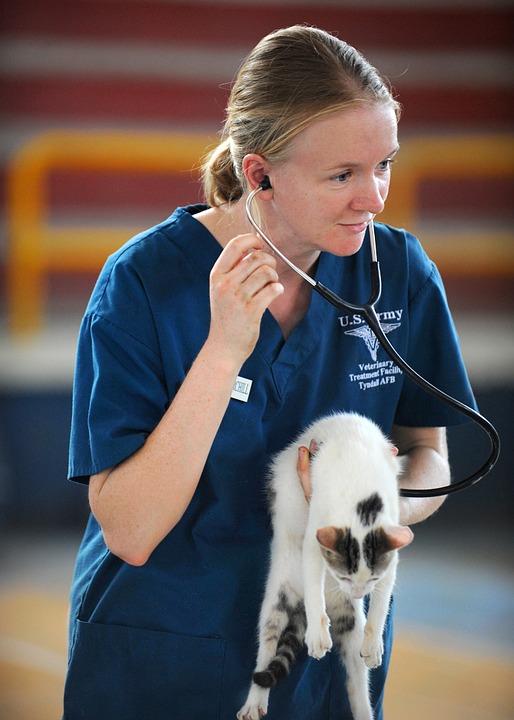 Veterinary Credit Card Processing Dharma Merchant Services