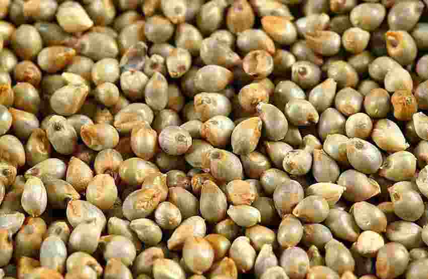 கம்பு பயன்கள் Kambu benefits in Tamil Kambu uses in Tamil