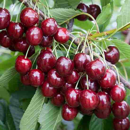 செர்ரி பழம் நன்மைகள் Cherry fruit benefits in Tamil