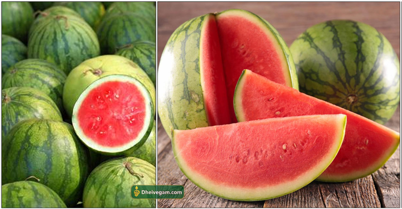 தர்பூசணி நன்மைகள் Watermelon benefits in Tamil