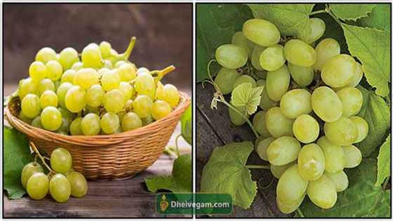 திராட்சை பயன்கள் Benefits of grapes in Tamil Thiratchai Payangal