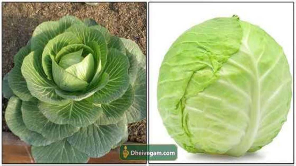 முட்டைகோஸ் பயன்கள் Cabbage benefits in Tamil