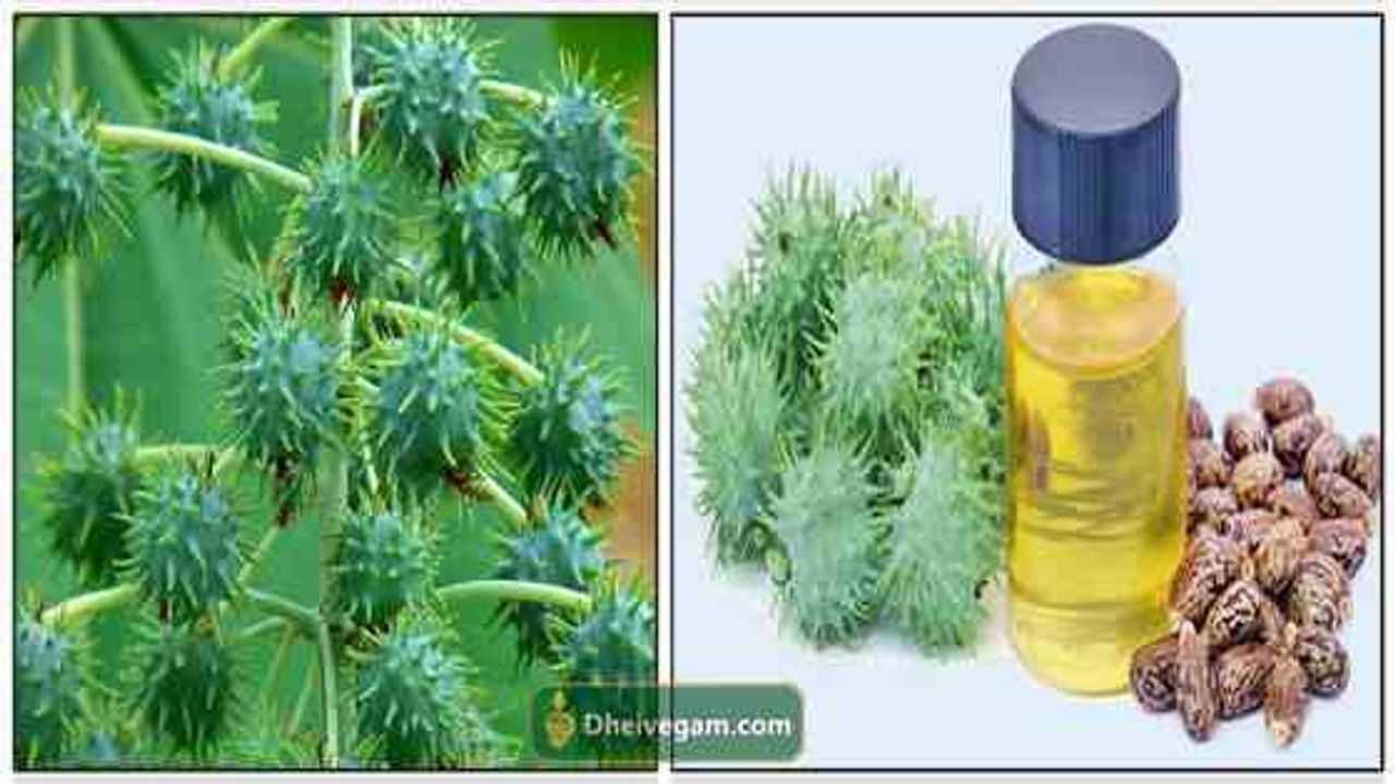 விளக்கெண்ணெய் பயன்கள் Vilakkennai uses in Tamil Benefits