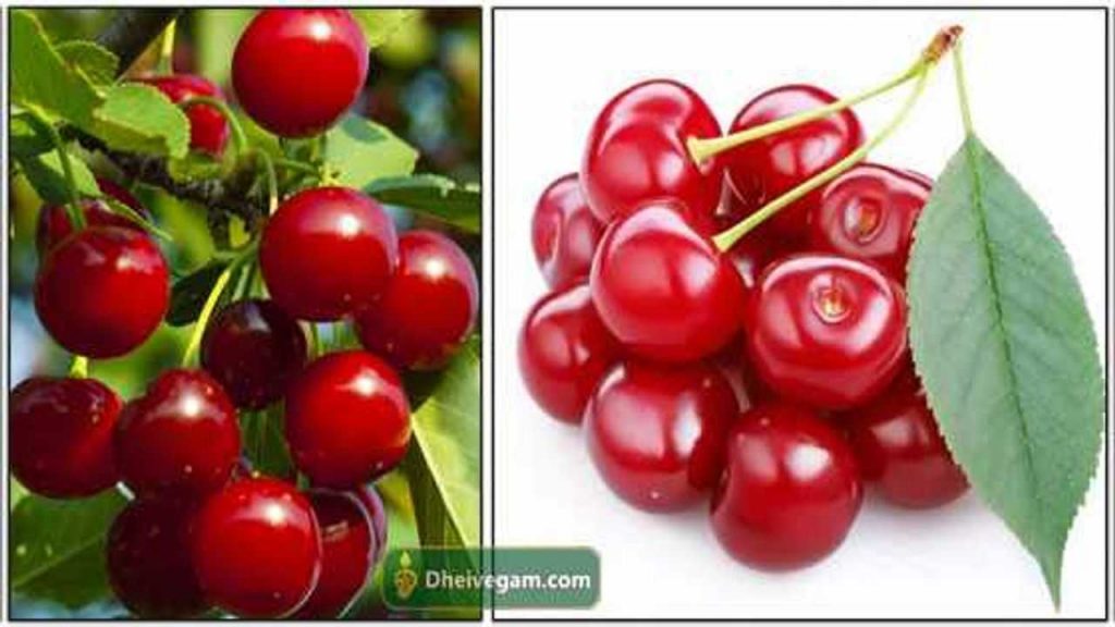 செர்ரி பழம் நன்மைகள் Cherry fruit benefits in Tamil