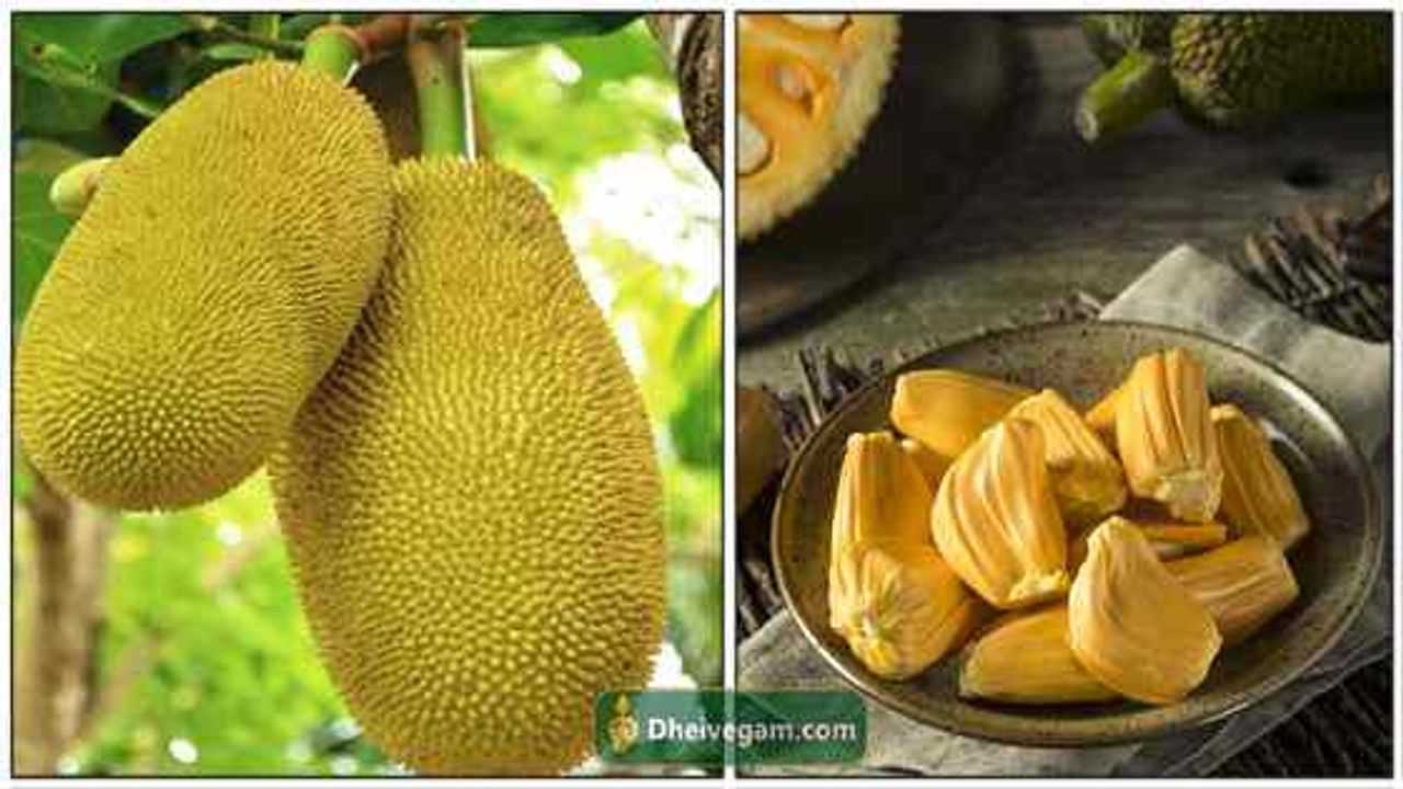 பலாப்பழம் நன்மைகள் Jackfruit uses in Tamil Palapalam Benefits