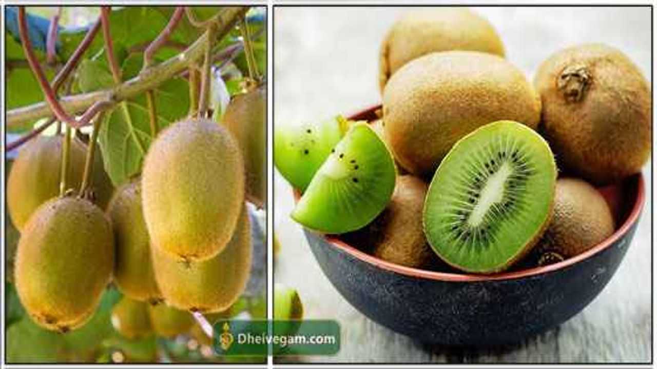 கிவி பழம் நன்மைகள் Kiwi fruit benefits in Tamil