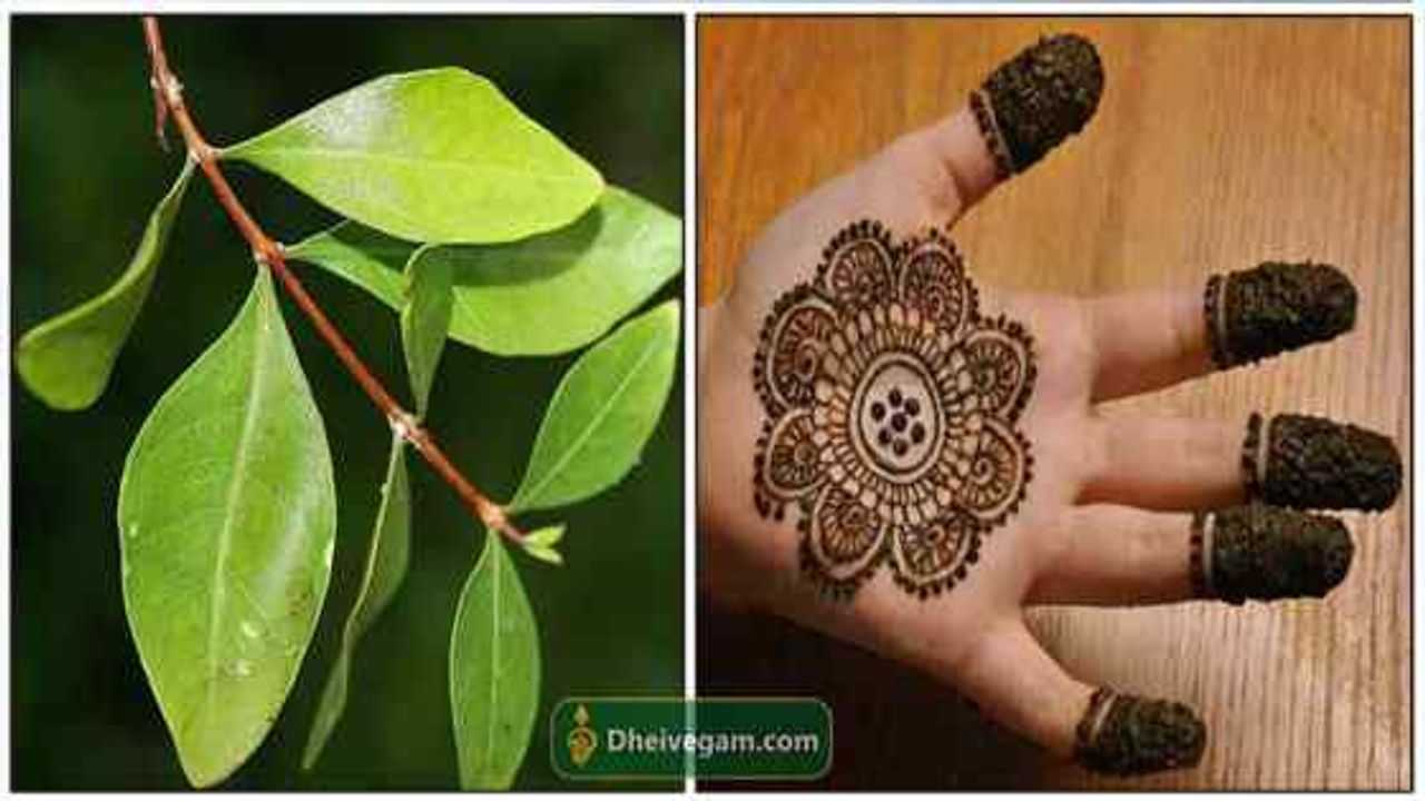 மருதாணி பயன்கள் Maruthani uses in Tamil Maruthani leaves uses