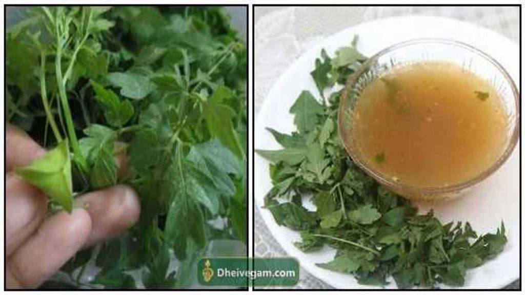முடக்கத்தான் கீரை பயன்கள் Mudakathan keerai benefits in Tamil
