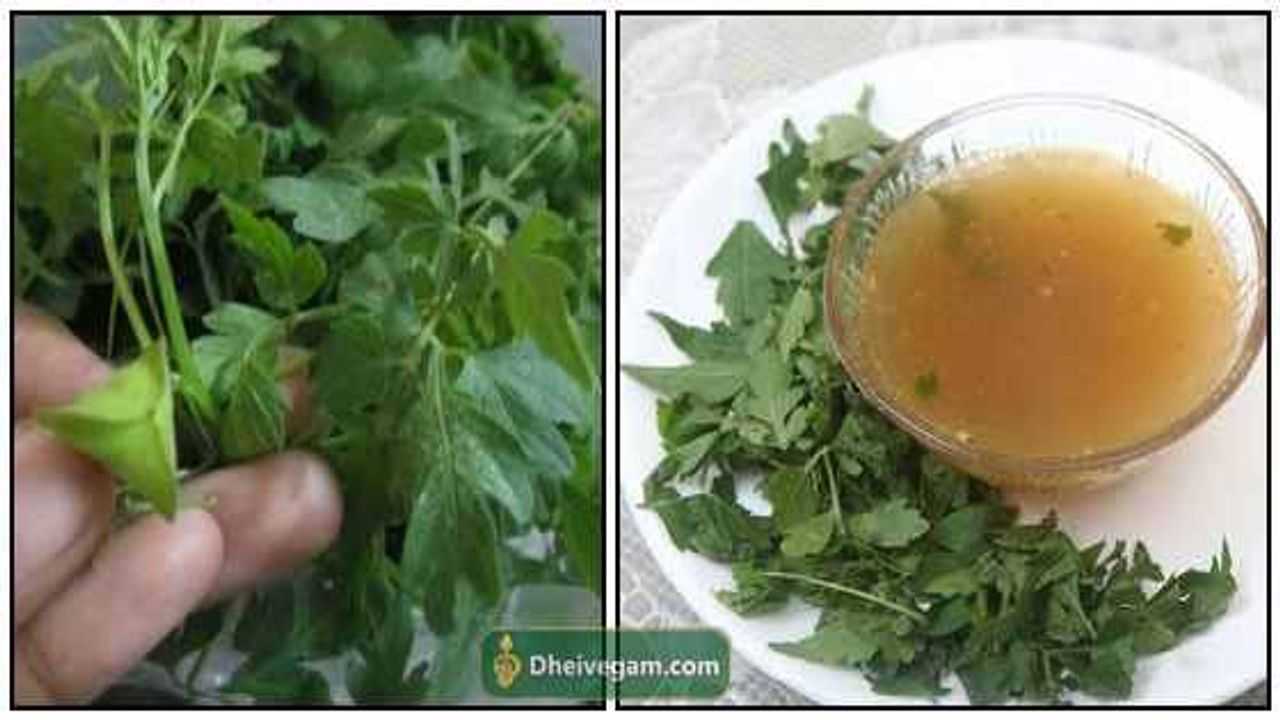 முடக்கத்தான் கீரை பயன்கள் Mudakathan keerai benefits in Tamil