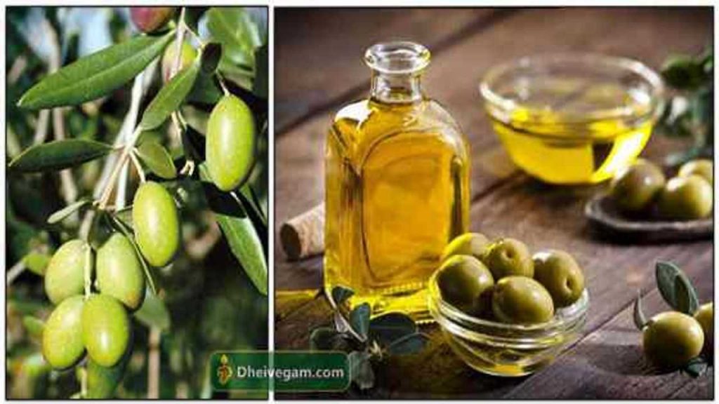 ஆலிவ் எண்ணெய் நன்மைகள் Olive oil benefits in Tamil