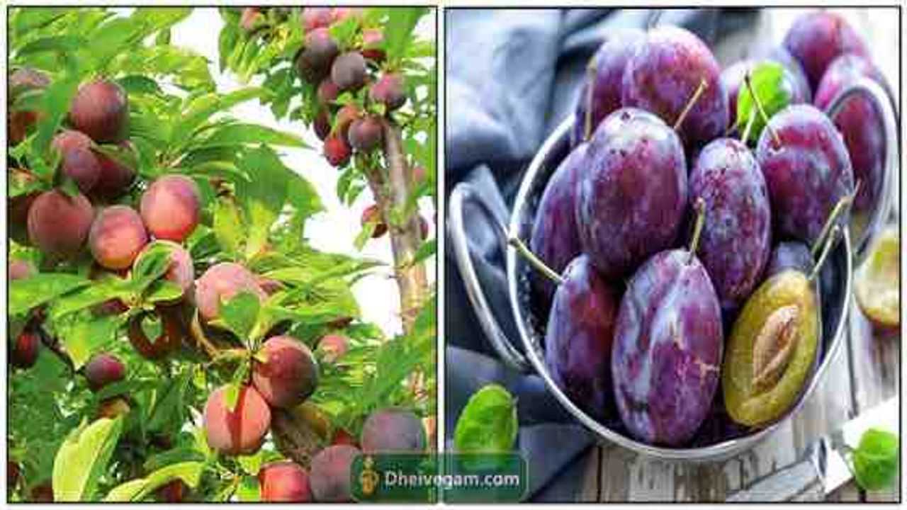 Prune Fruit In Tamil