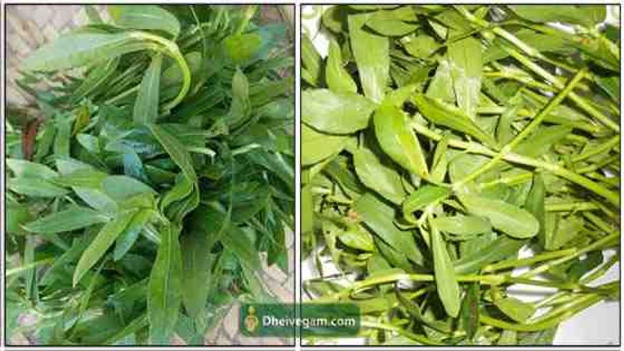 பொன்னாங்கன்னி கீரை Ponnanganni keerai benefits in Tamil