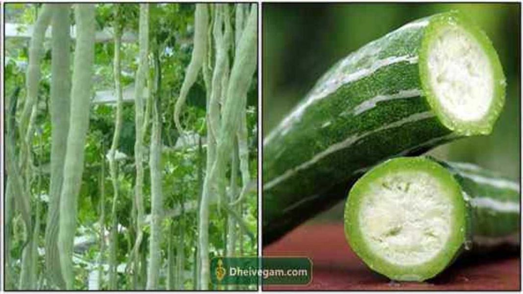 புடலங்காய் நன்மைகள் Pudalangai benefits in Tamil uses in Tamil